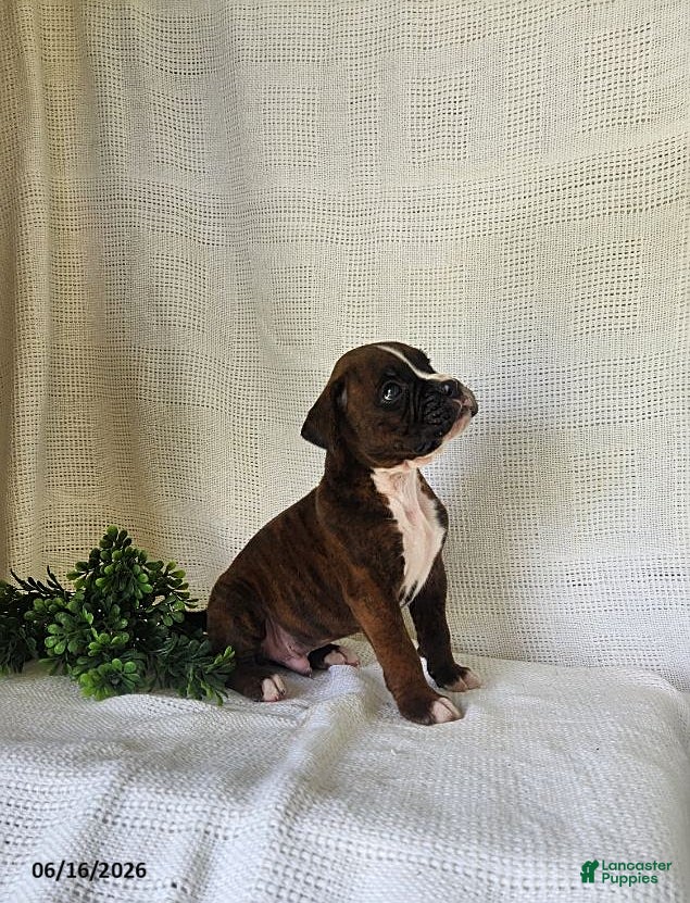 Boxer dogs Chuck - Ad 2