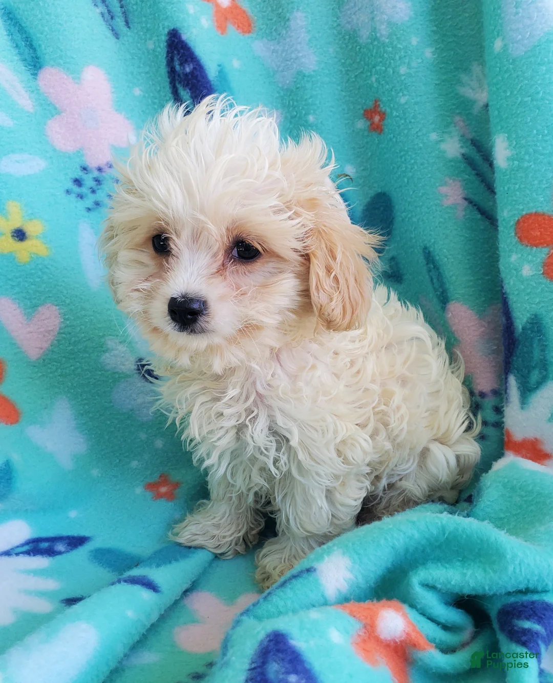 Cavachon dogs for sale: Harry - Ad 4
