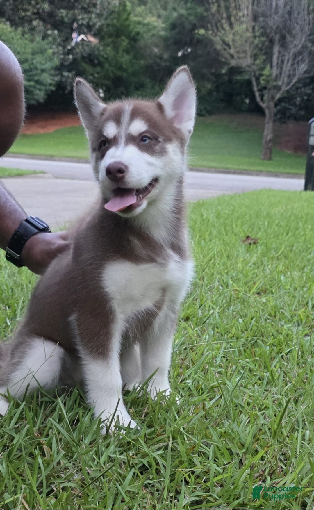 Siberian Husky dogs for sale: Panda - Ad 12