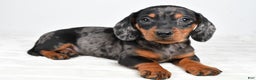 Miniature Dachshund dogs for sale: Cassidy - Ad 1