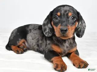 Miniature Dachshund dogs Cassidy - Ad 33