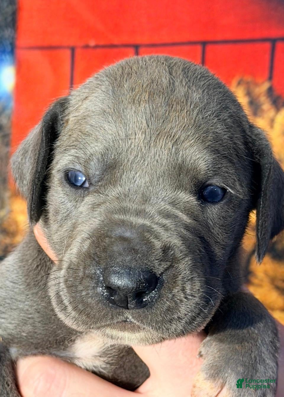 Great Dane dogs Winnie - Blue - Ad 27