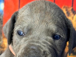 Great Dane dogs Winnie - Blue - Ad 42