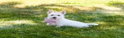West Highland Terrier dogs for sale: Quincey  - Ad 1