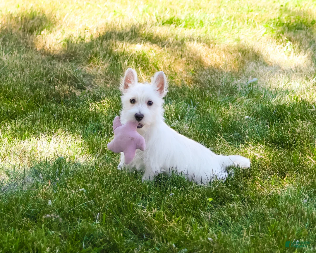 West Highland Terrier dogs for sale: Quincey  - Ad 1