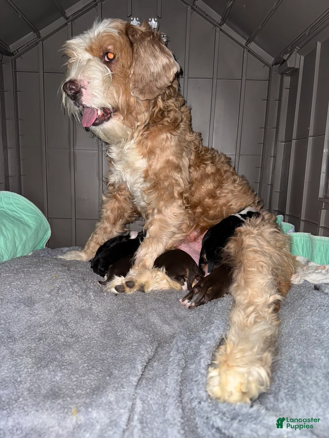 Mini Bernedoodle dogs for sale: Ginger - Ad 3