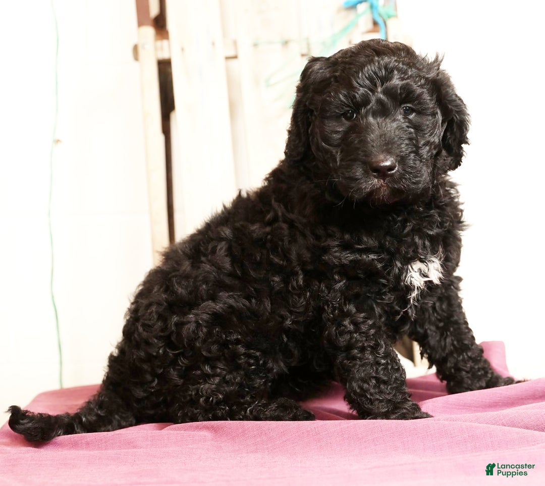 Goldendoodle dogs for sale: Zach - Ad 3