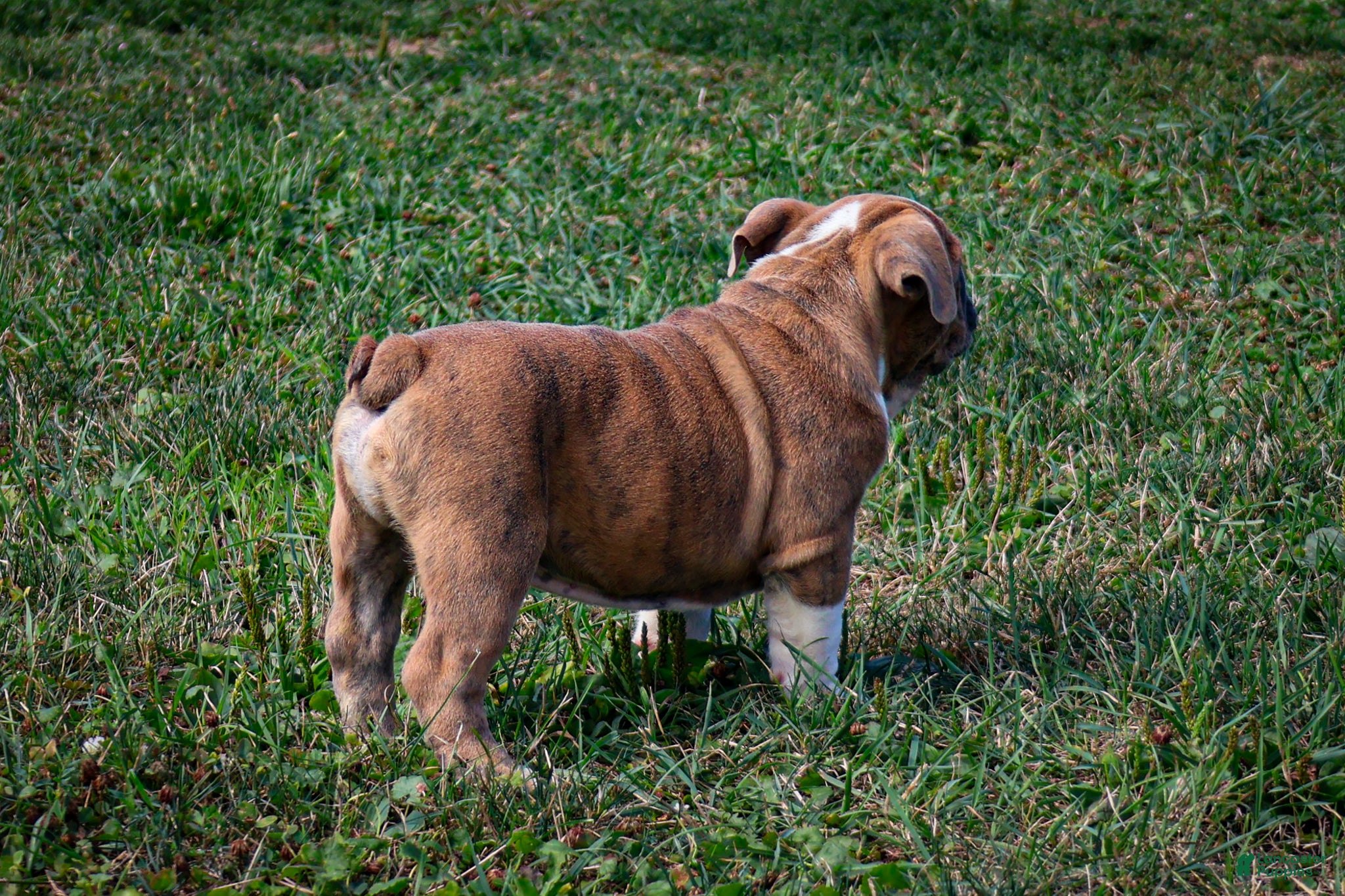 English Bulldog dogs Diesel - Ad 2