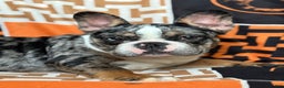 French Bulldog dogs for sale: Marcus - Ad 19