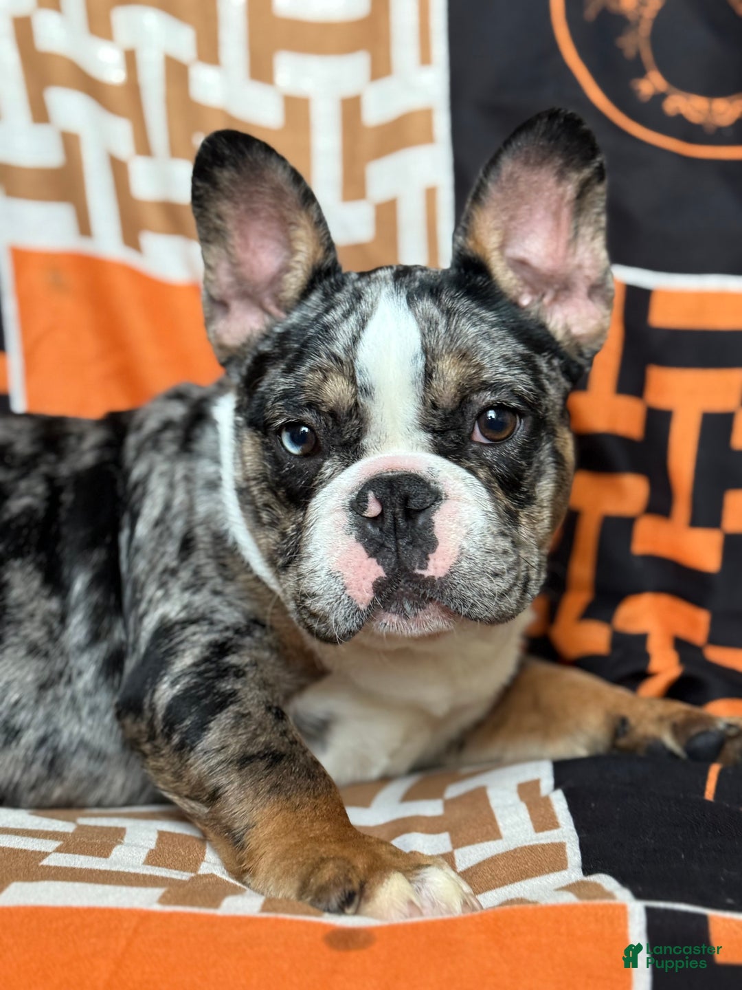 French Bulldog dogs for sale: Marcus - Ad 19