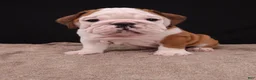 English Bulldog dogs for sale: Bruno - Ad 25