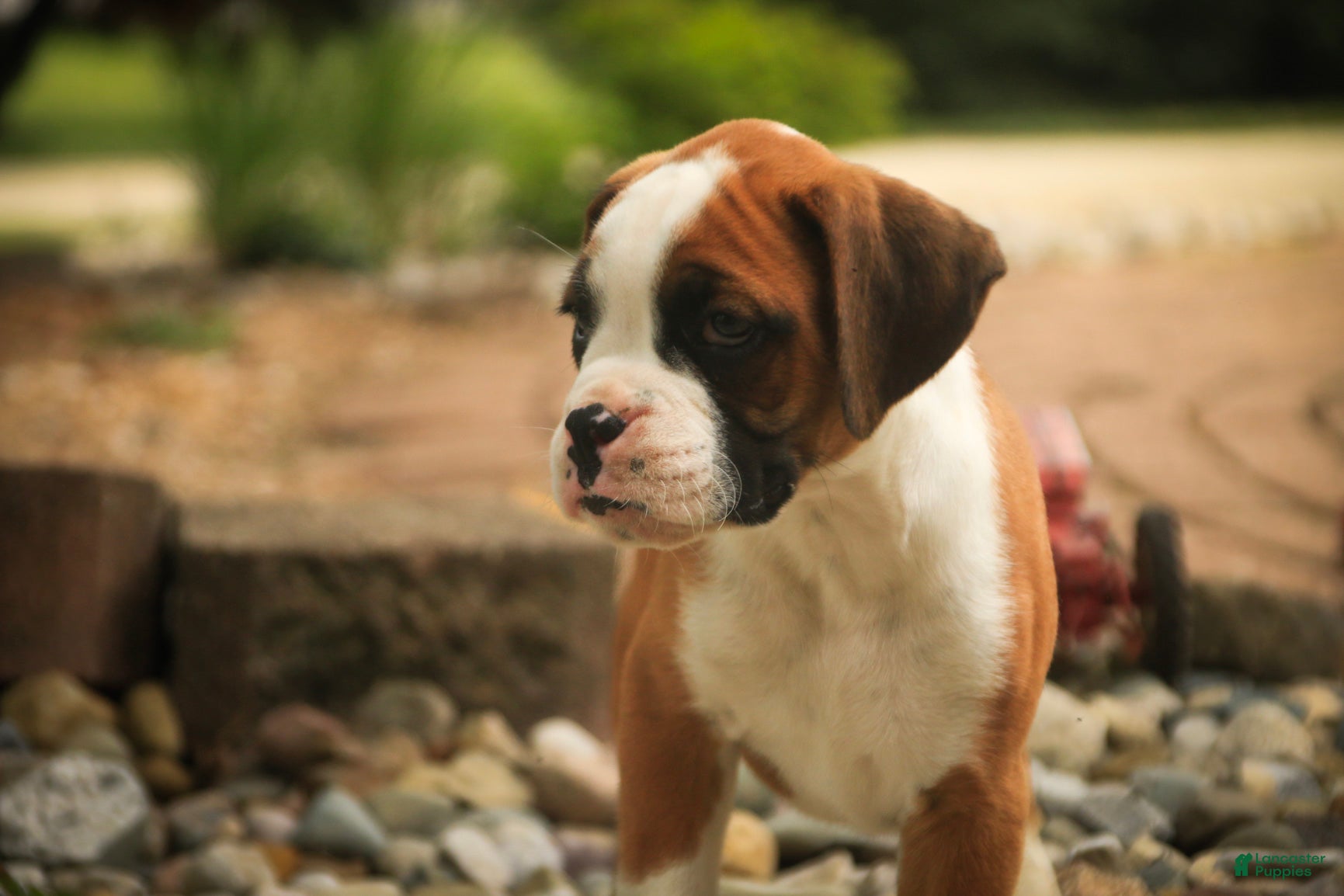 Boxer dogs Burke - Ad 2