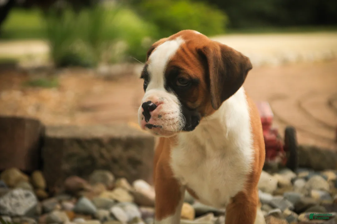 Boxer dogs for sale: Burke - Ad 2