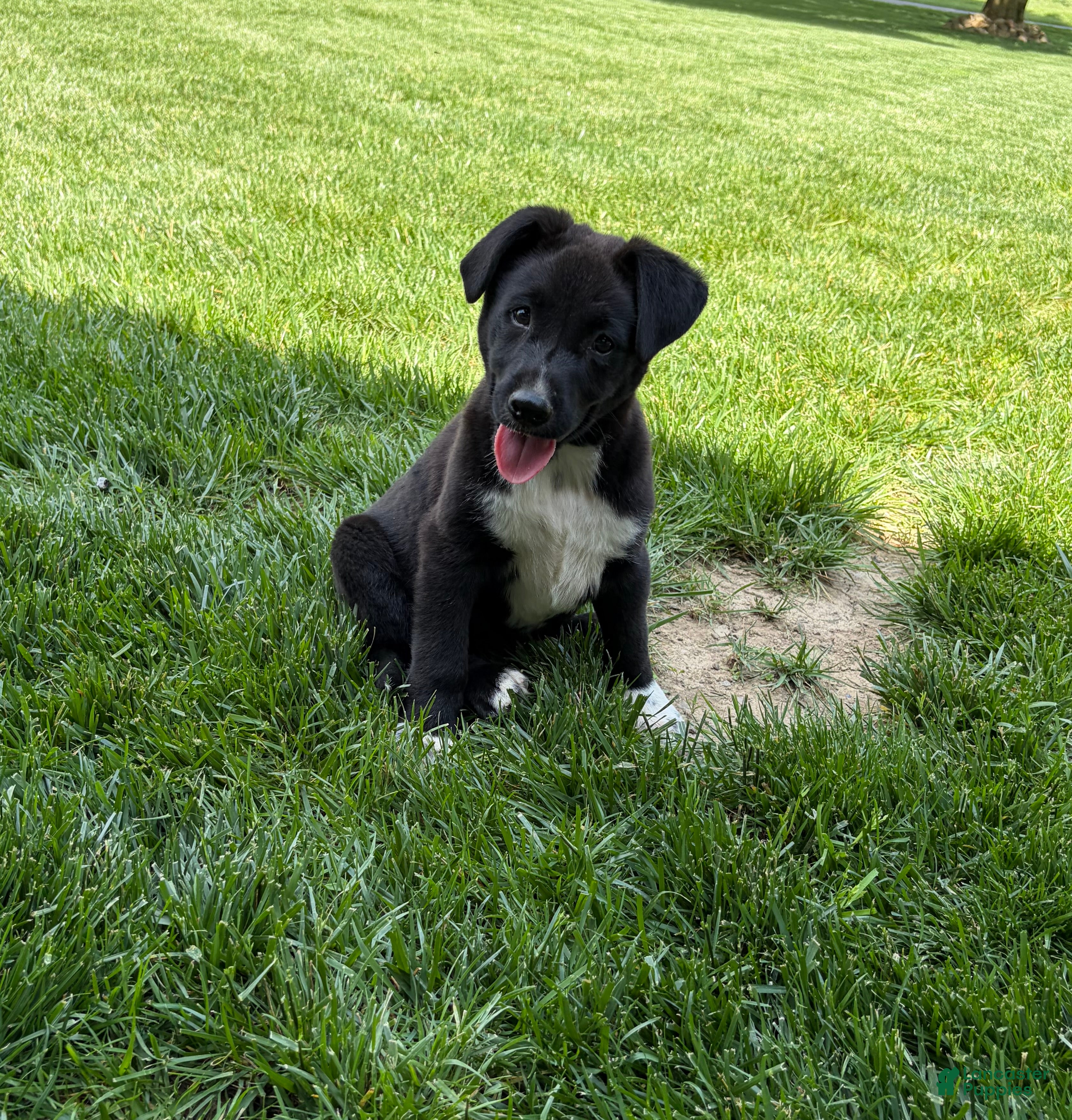 Mixed Breed dogs Mixed Breed Puppy 1 - Ad 2