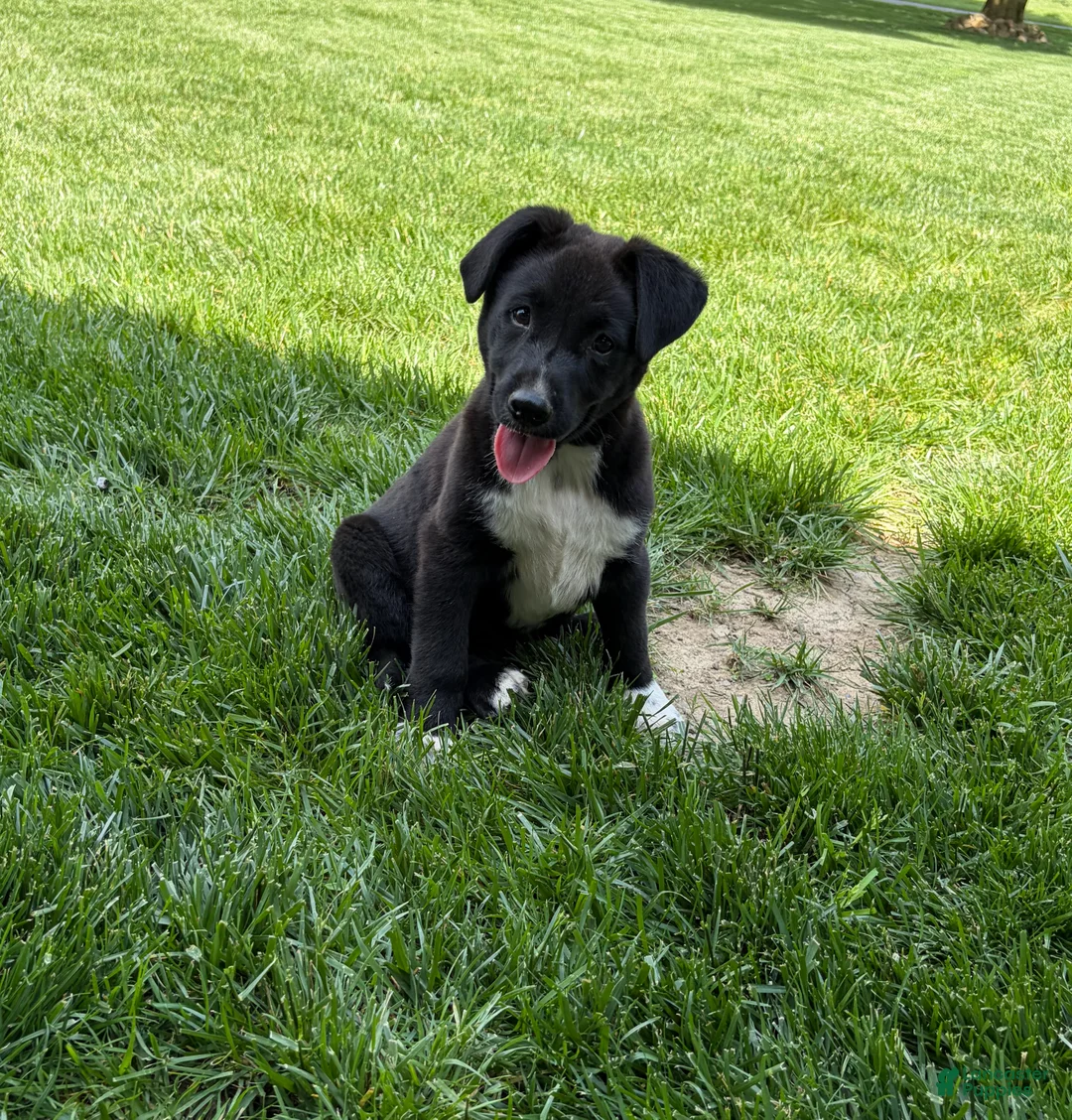 Mixed Breed dogs for sale: Mixed Breed Puppy 1 - Ad 2