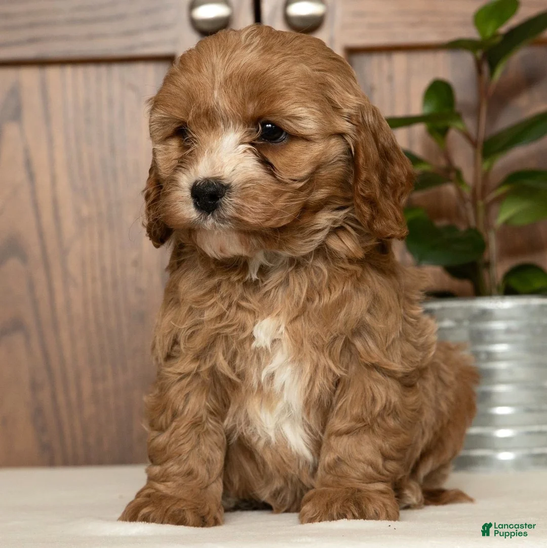 Cavapoo dogs for sale: Milo - Ad 7