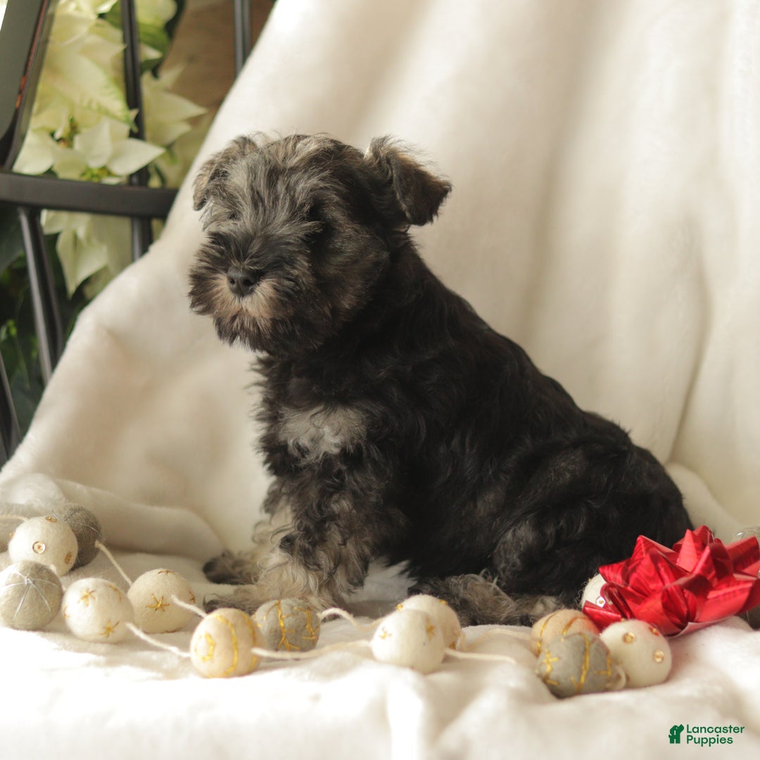 Miniature Schnauzer dogs for sale: Morty - Ad 4