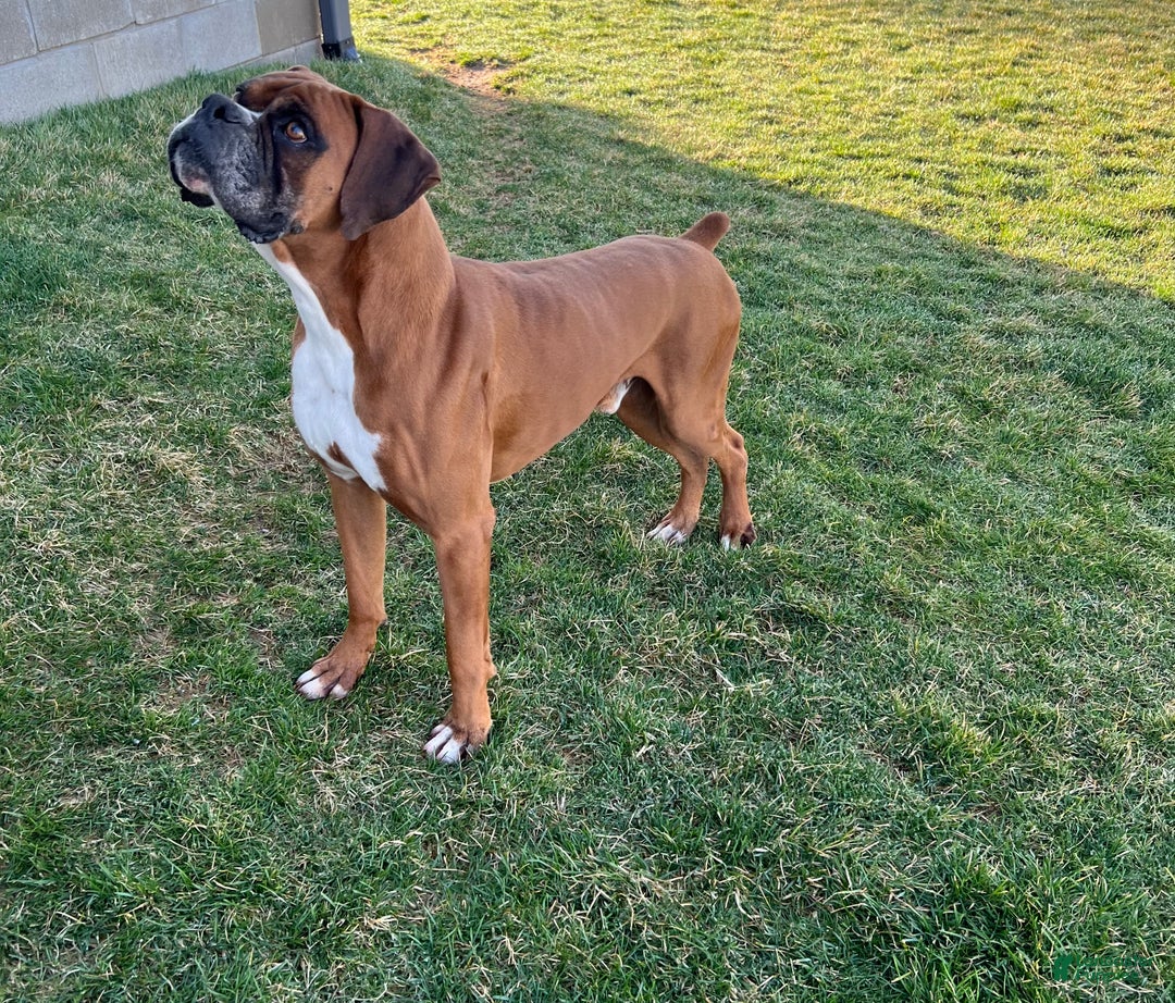 Boxer dogs for sale: Stella - Ad 6