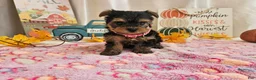 Yorkshire Terrier dogs for sale: Mason Jay - Ad 7