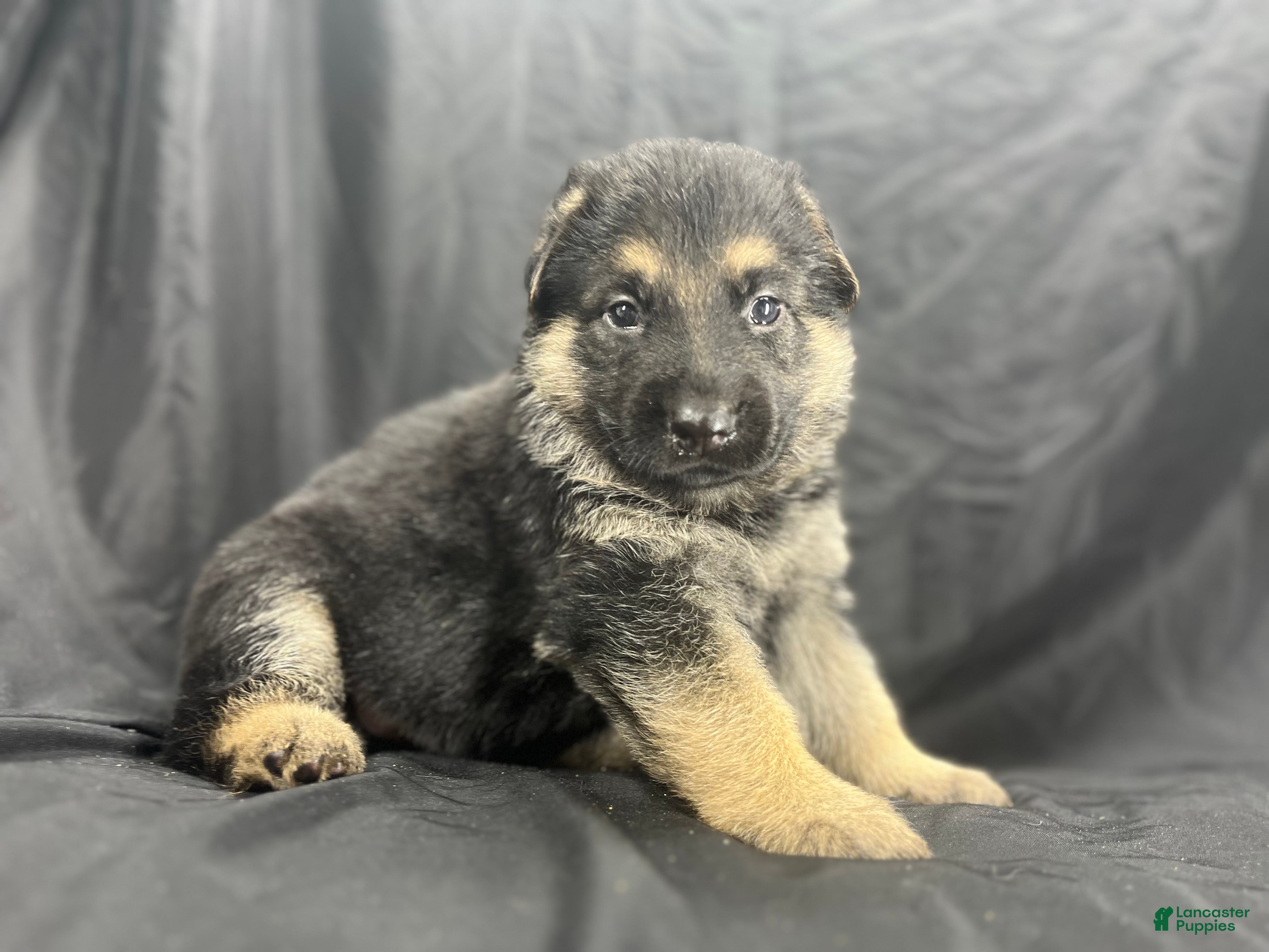 German Shepherd dogs Ranger - Ad 1