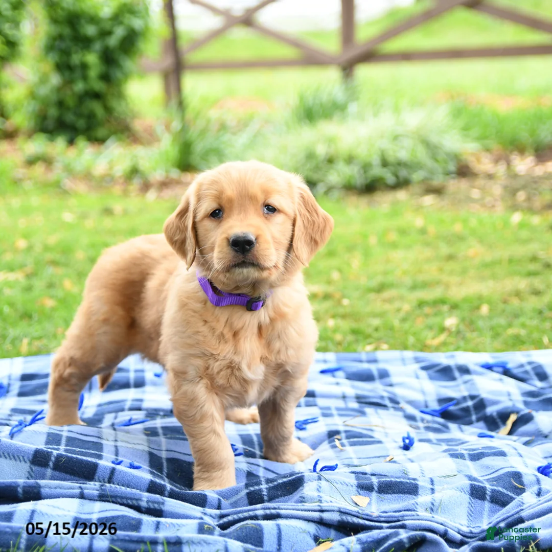 Golden Retriever dogs for sale: Cassidy - Ad 1