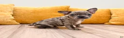 French Bulldog dogs for sale: Gracie - Ad 3