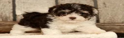 Havapoo dogs for sale: Brooklyn - Ad 6