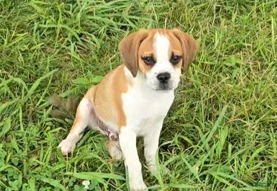 Puggle dogs Jasper - Ad 13