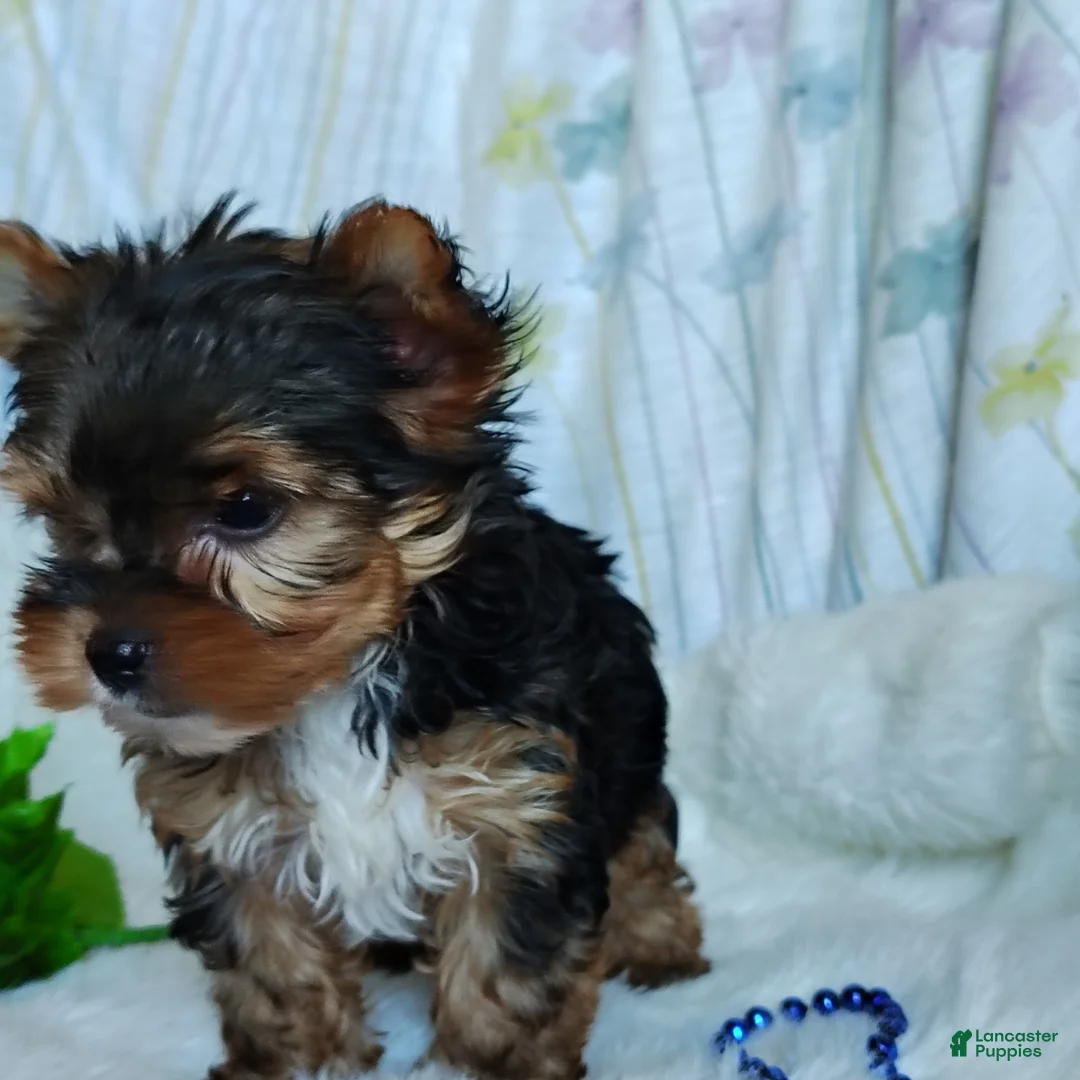 Yorkshire Terrier dogs for sale: Jesse - Ad 2