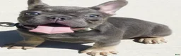 French Bulldog dogs for sale: French Bulldog 1 - Ad 8