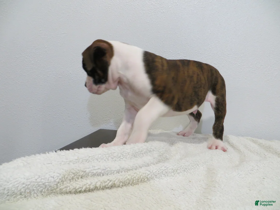 Boxer dogs for sale: ⛵️RAFT - Ad 7