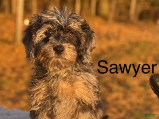 Cavapoo dogs - Ad 24