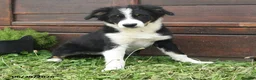 Australian Shepherd dogs for sale: Chrysanthemum - Ad 1