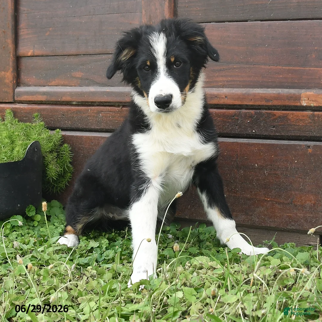 Australian Shepherd dogs for sale: Chrysanthemum - Ad 1