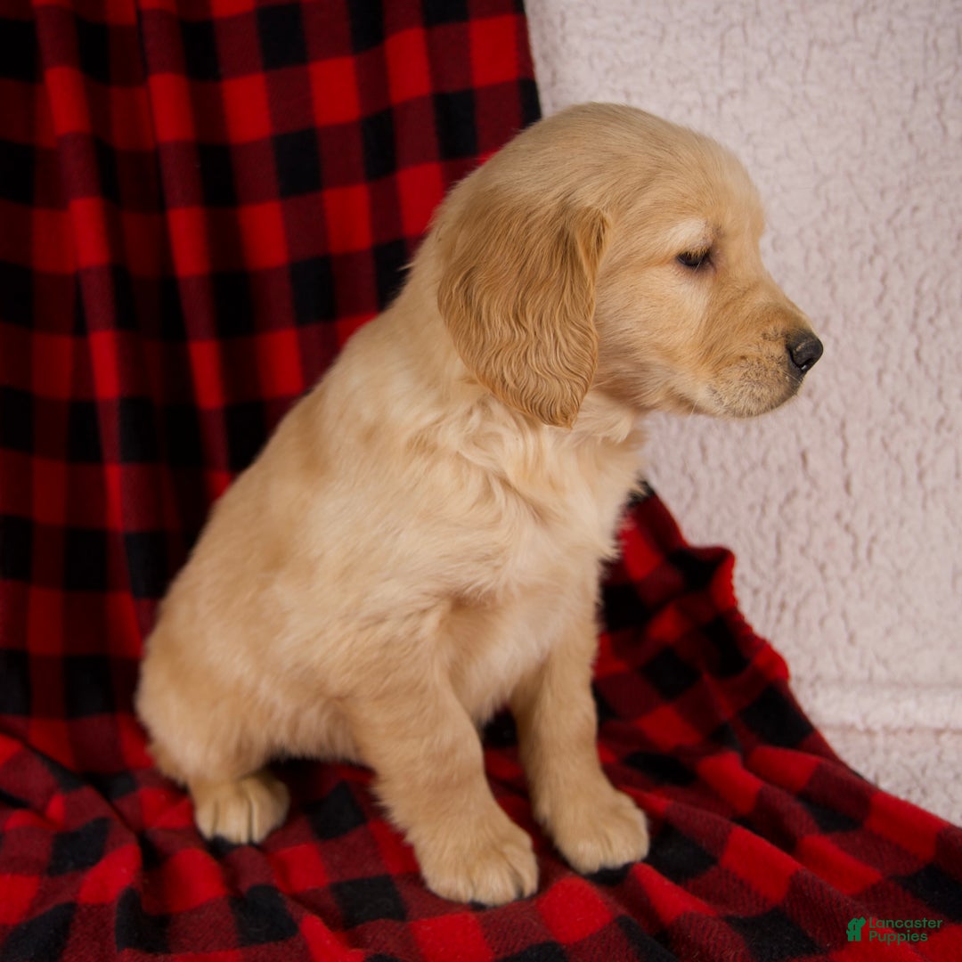 Golden Retriever dogs for sale: Tigger - Ad 3