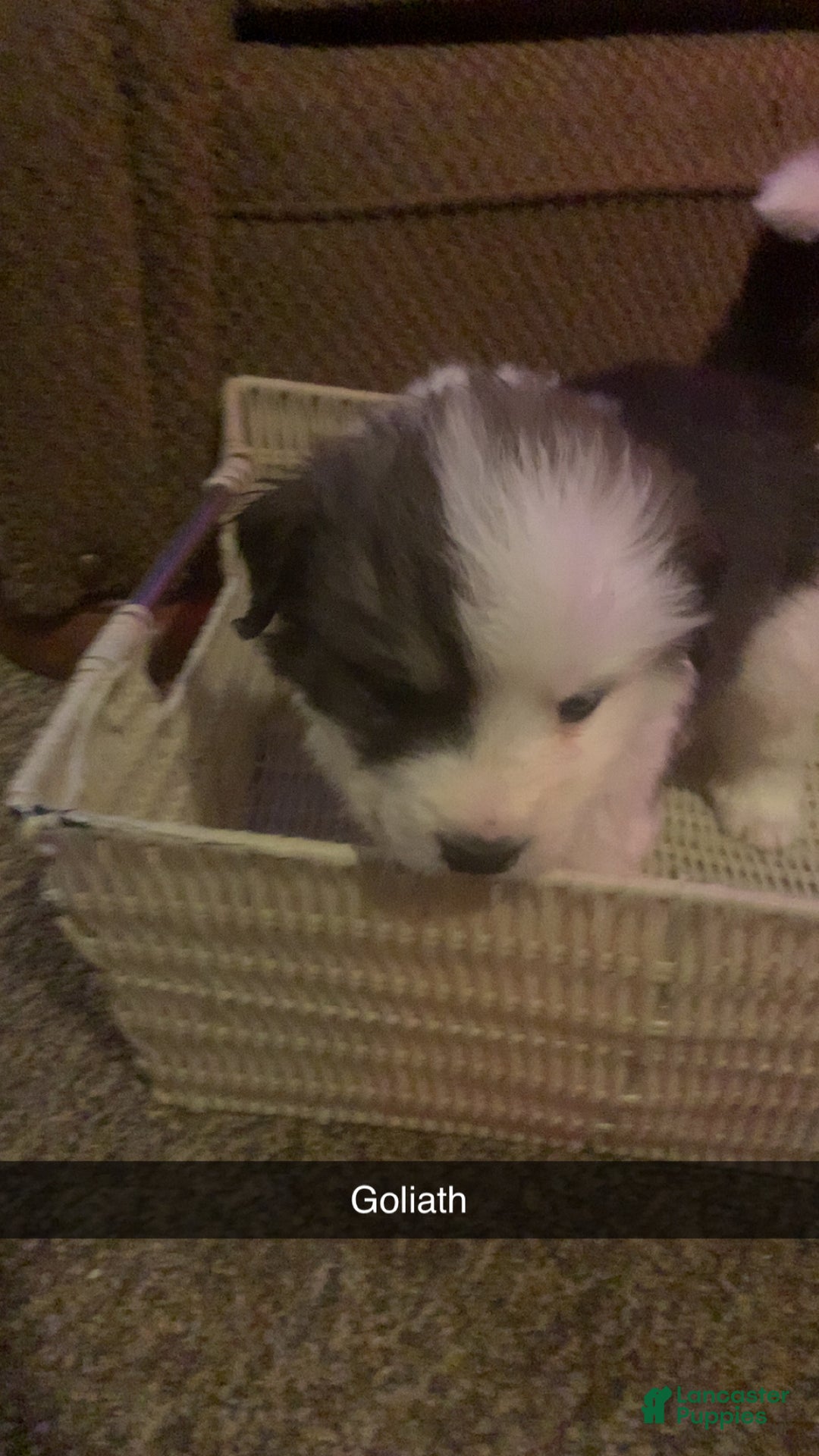 Mixed Breed dogs for sale: Goliath  - Ad 1