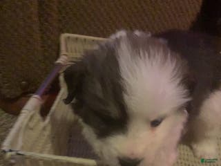 Mixed Breed dogs for sale: Goliath - Ad 4