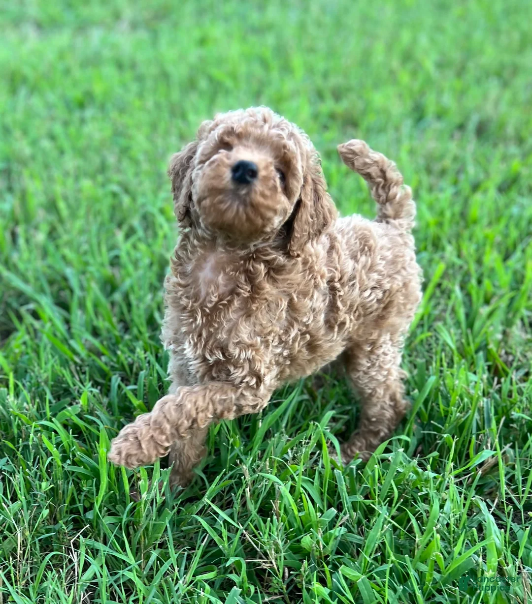 Miniature Poodle dogs for sale: Miniature Poodle 1 - Ad 1