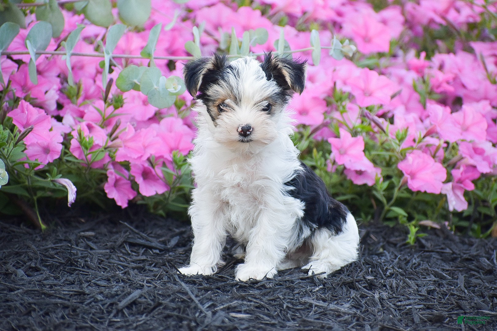 Yorkshire Terrier dogs Carson - Ad 1