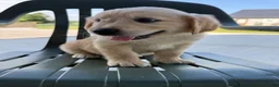 Golden Retriever dogs for sale: Grace - Ad 8