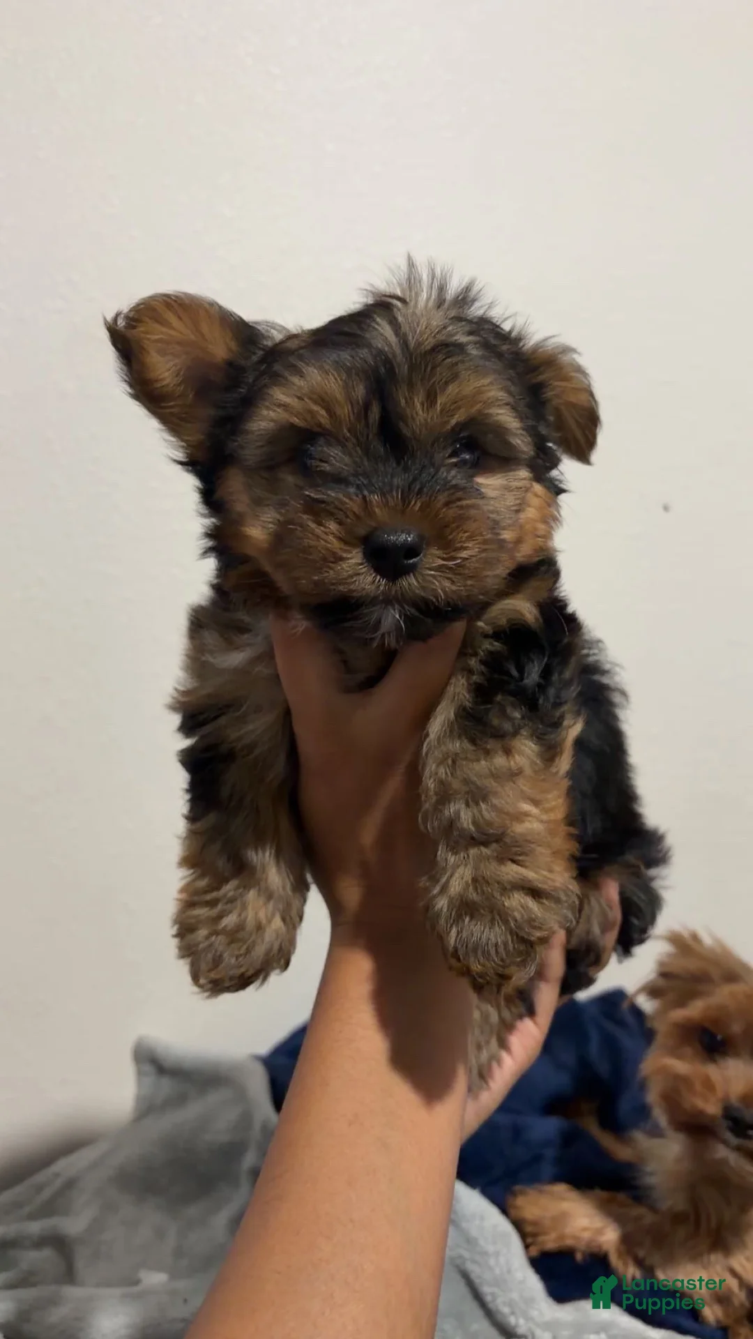 Yorkshire Terrier dogs for sale: Yorkshire Terrier 1 - Ad 2