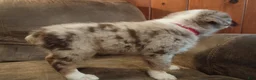 Australian Shepherd dogs for sale: Daisy  - Ad 5