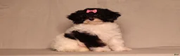 Mixed Breed dogs for sale: Winnie - Ad 1