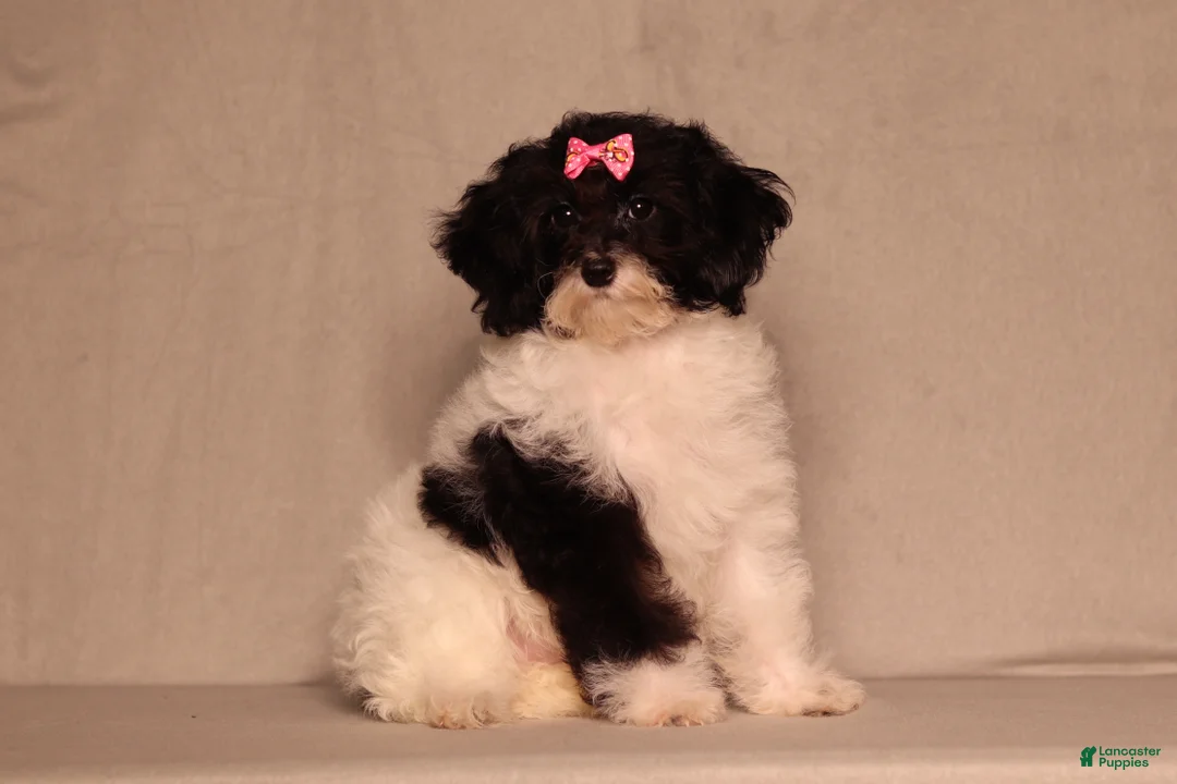 Mixed Breed dogs for sale: Winnie - Ad 1