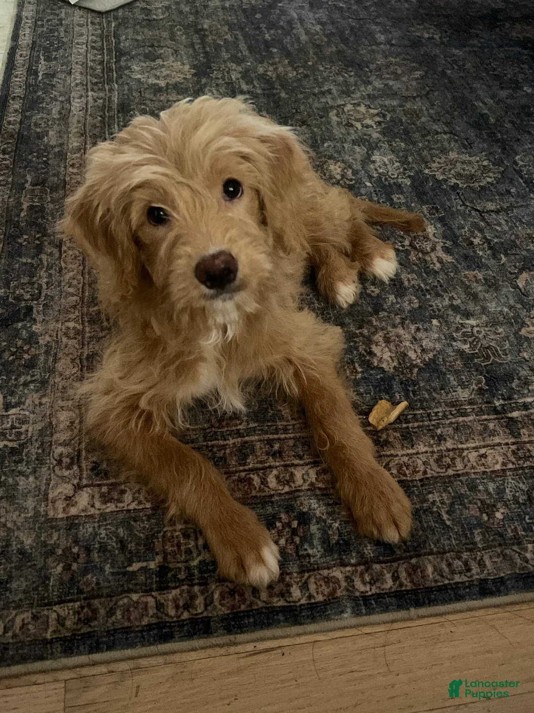 Mixed Breed dogs for sale: Gigi - Ad 1
