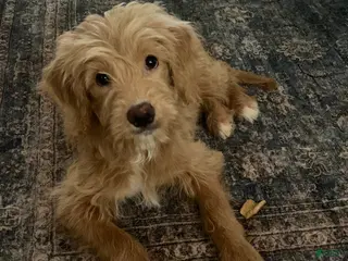 Mixed Breed dogs for sale: Gigi - Ad 3