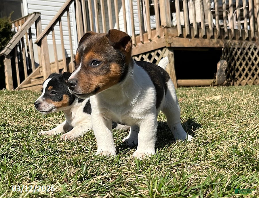 Jack Russell Terrier dogs Jerry - Ad 2