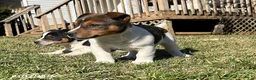 Jack Russell Terrier dogs for sale: Jerry - Ad 2