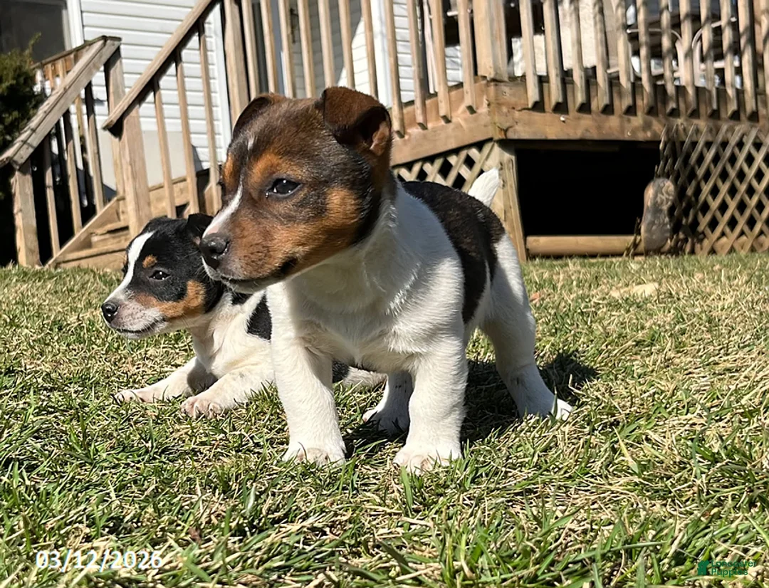 Jack Russell Terrier dogs for sale: Jerry - Ad 2