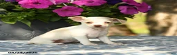 Chihuahua dogs for sale: Ripley - Ad 3